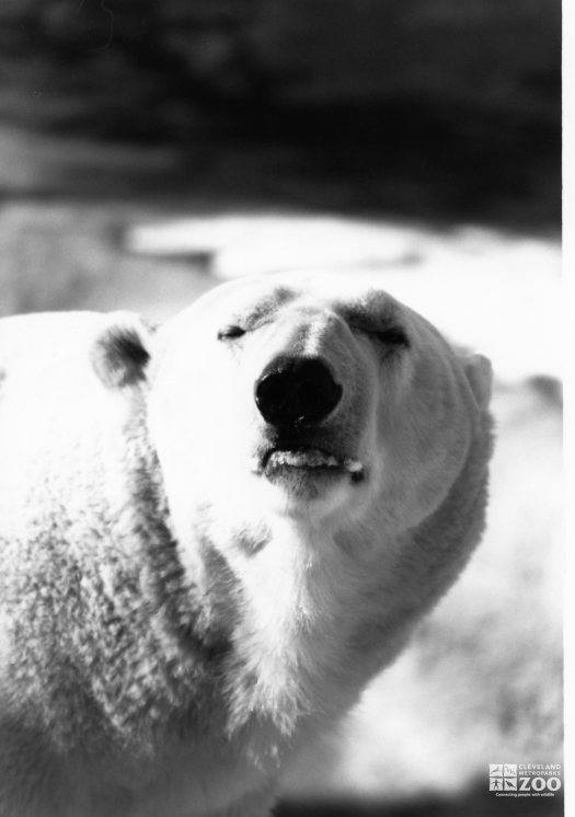 Polar Bear Black and White Up Close Of Face