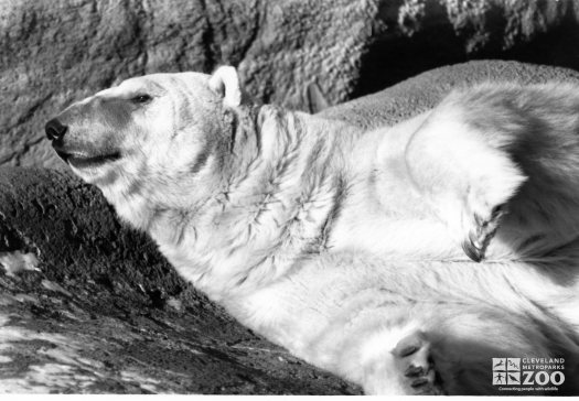 Polar Bear Waking From Sleep