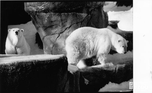Two Polar Bears In Black and White