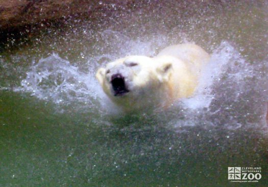 Polar Bear Swimming 3