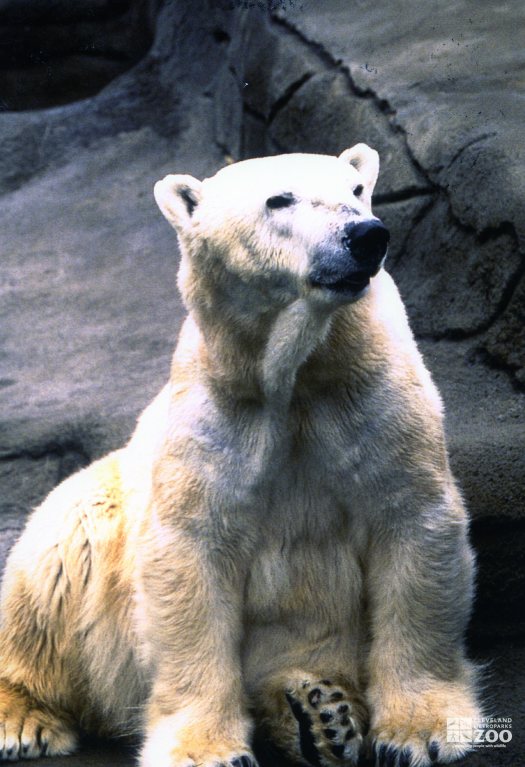 Polar Bear Looking Straight Ahead