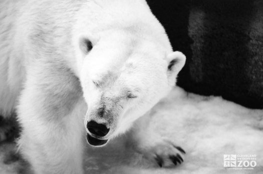 Polar Bear Up Close Of Face With Eyes Close