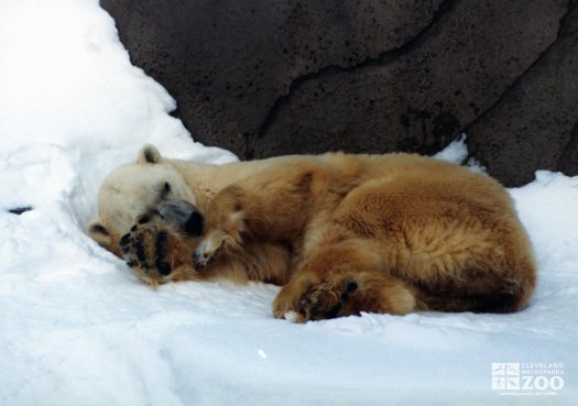 Polar Bear Laying In the Snow