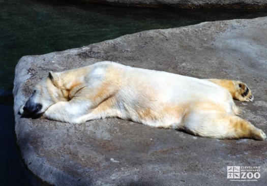 Polar Bear Resting On the Rock 2