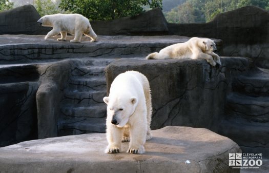 Three Polar Bears