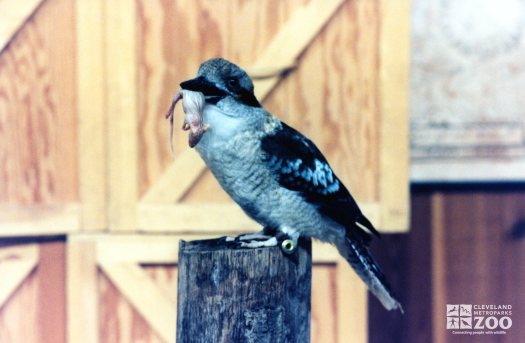 Kookaburra Eating a Mouse 3