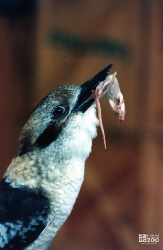 Kookaburra Eating a Mouse 4