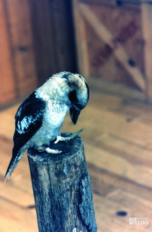 Kookaburra Standing on a Post 6