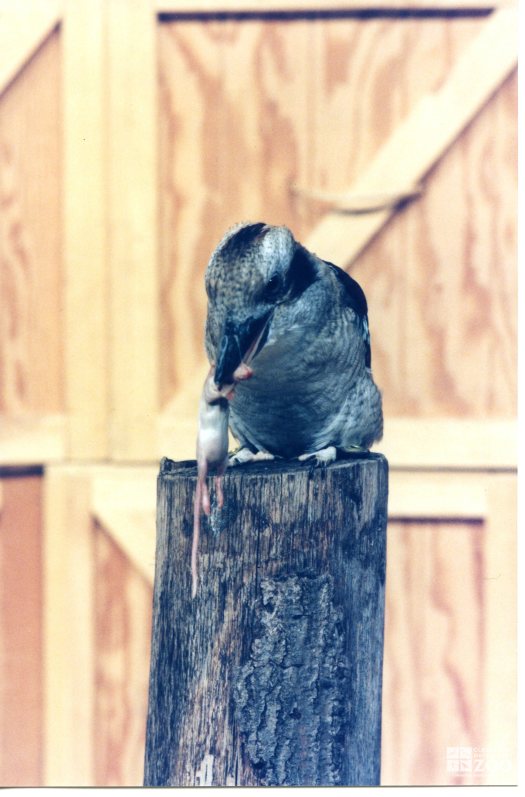 Kookaburra Eating a Mouse 5