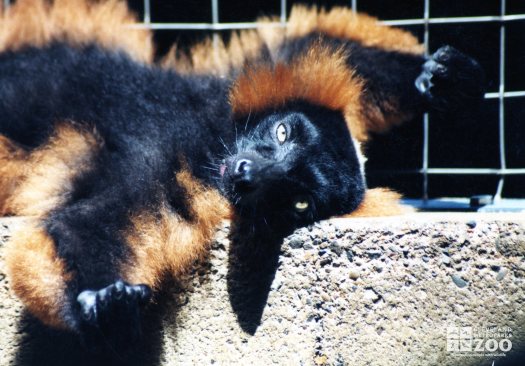 Red Ruffed Lemur on Back