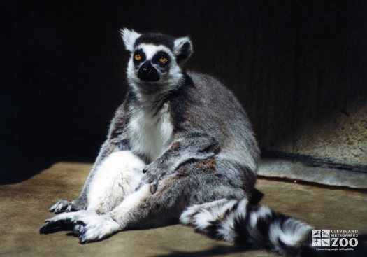 Ring-Tailed Lemur Sitting 2