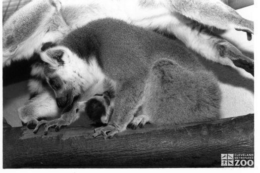 Ring-Tailed Lemur and Baby 4