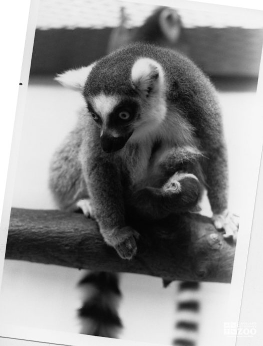 Ring-Tailed Lemur and Baby 5