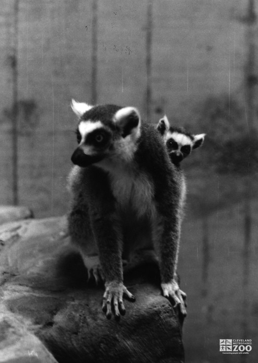Ring-tailed Lemurs Black-and-white 2