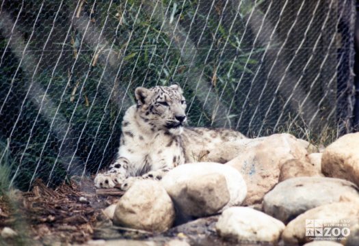 Snow Leopard Lying Down 2