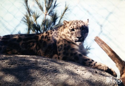 Snow Leopard Lying Down 3