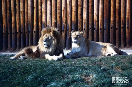 African Lion & Lioness 2
