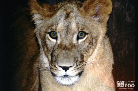 African Lioness