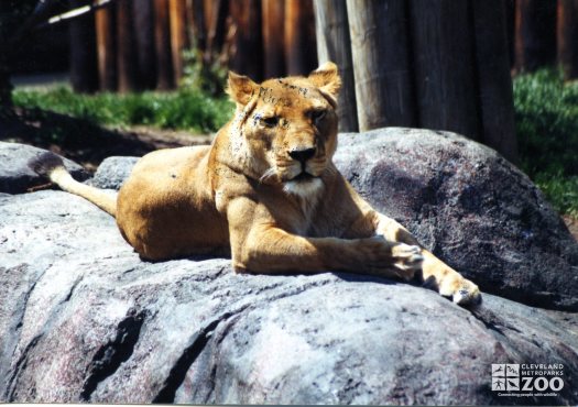 African Lioness 2