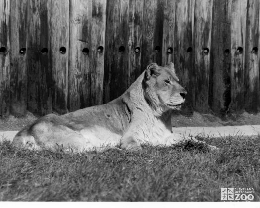 African Lioness in Black-and-White 2