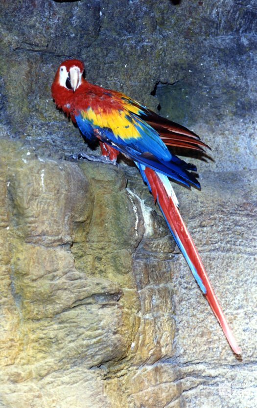 Scarlet Macaw 2