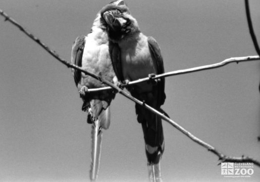 Scarlet Macaws in Black-and White 2