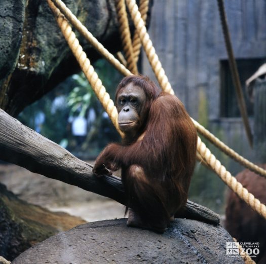 Orangutan 