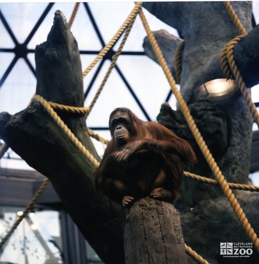 Orangutan on Post