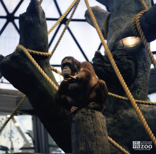Orangutan on Post 2