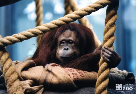 Orangutan with Burlap