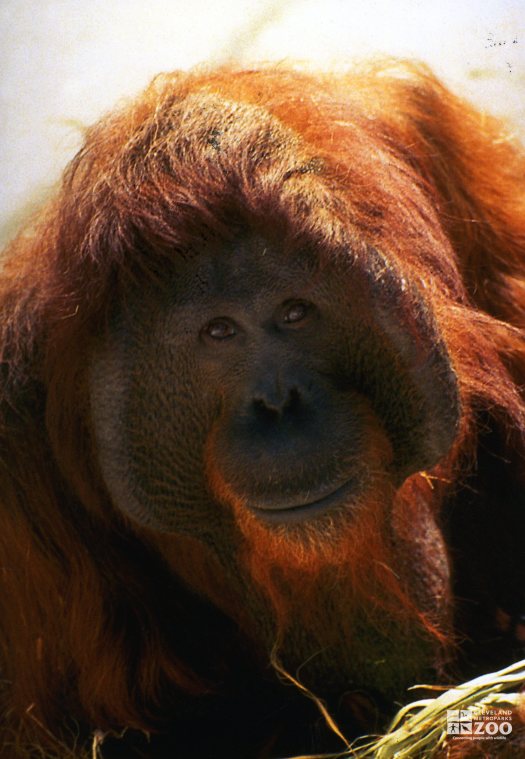 Orangutan Close-up