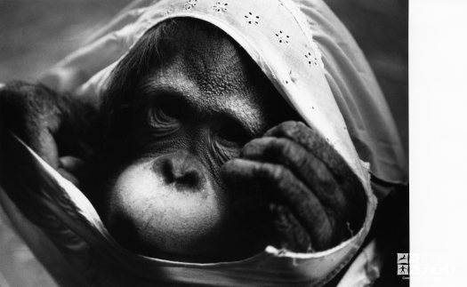 Orangutan in Black-and-White 5