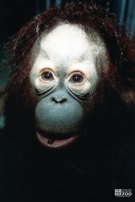 Young Orangutan