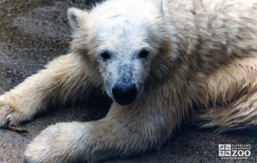 Polar Bear Up Close Of Face 2