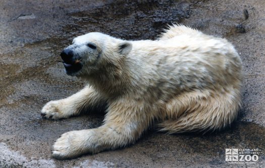 Polar Bear Playing With A Stick