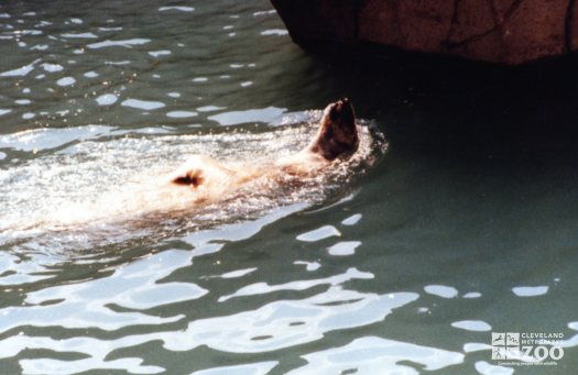 Polar Bear Taking a Swim On Back