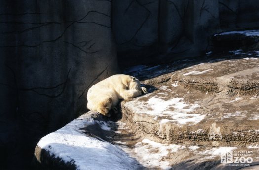 Polar Bear Asleep on Ledge