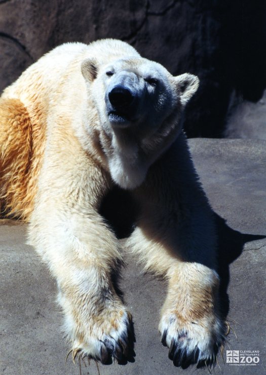 Polar Bear Looking Forward