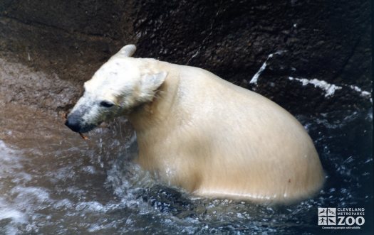 Polar Bear Playing With A Stick In Water