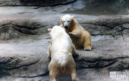 Two Polar Bears Playing