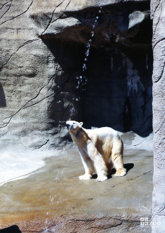 Polar Bear Enjoying A Shower