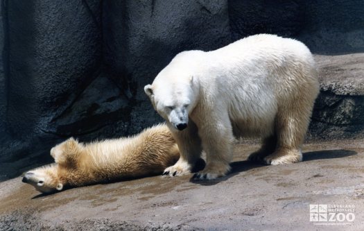 Polar Bears Posing