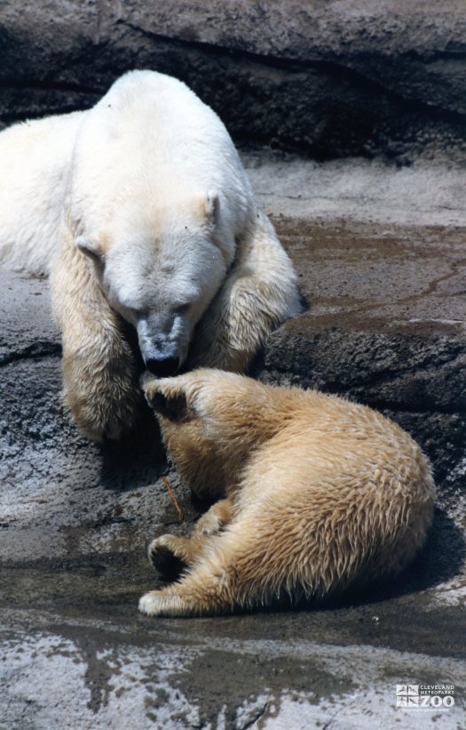 Polar Bears Given Love 2