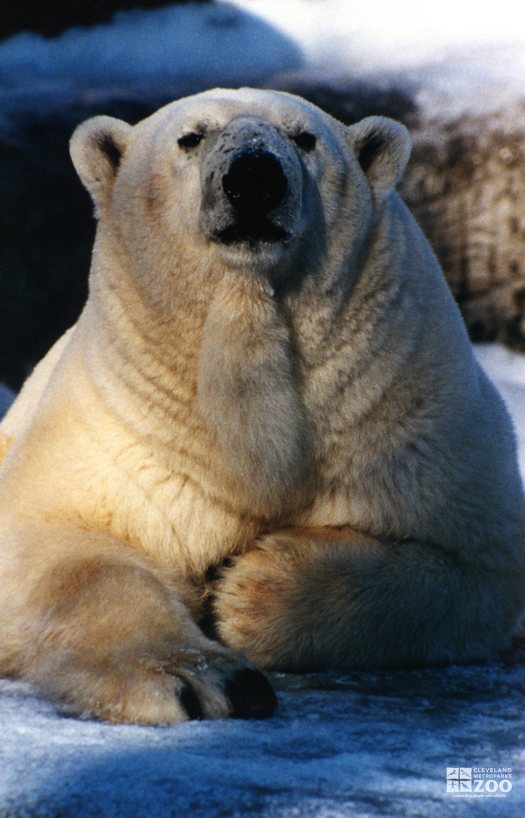 Polar Bear Up Close In Snow