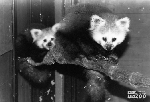 Two Red Pandas On a Log 2