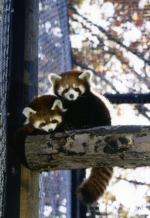 Red Pandas On Log In Exhibit