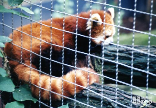 Red Panda Side Profile