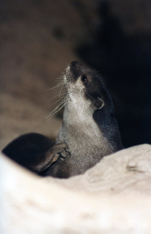 Otter With An Itch