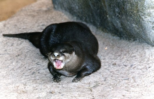 Otter Showing Us His Teeth