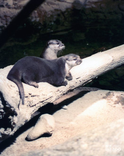 Asian Small-Clawed Otters Looking Forward